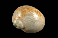 藏品(細紋玉螺)的圖片